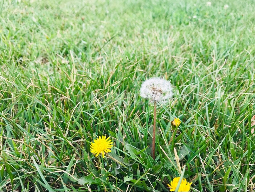 자연,풀,민들레,꽃,봄,여름
