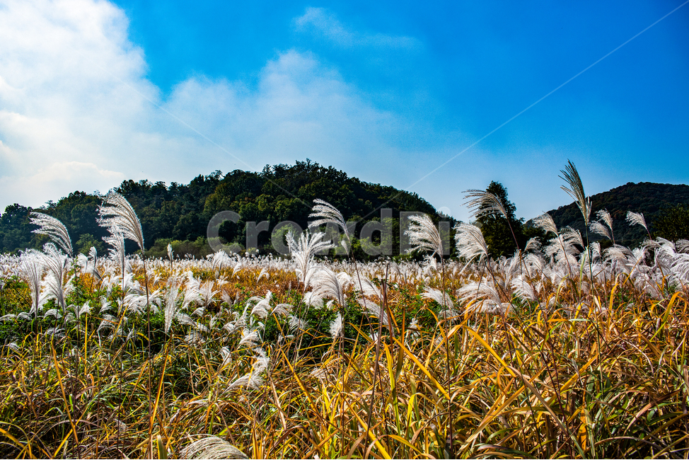 억새,갈대,가을,들판,풍경,가을,계절,fall,autumn,season,grass,잔디,plant,식물