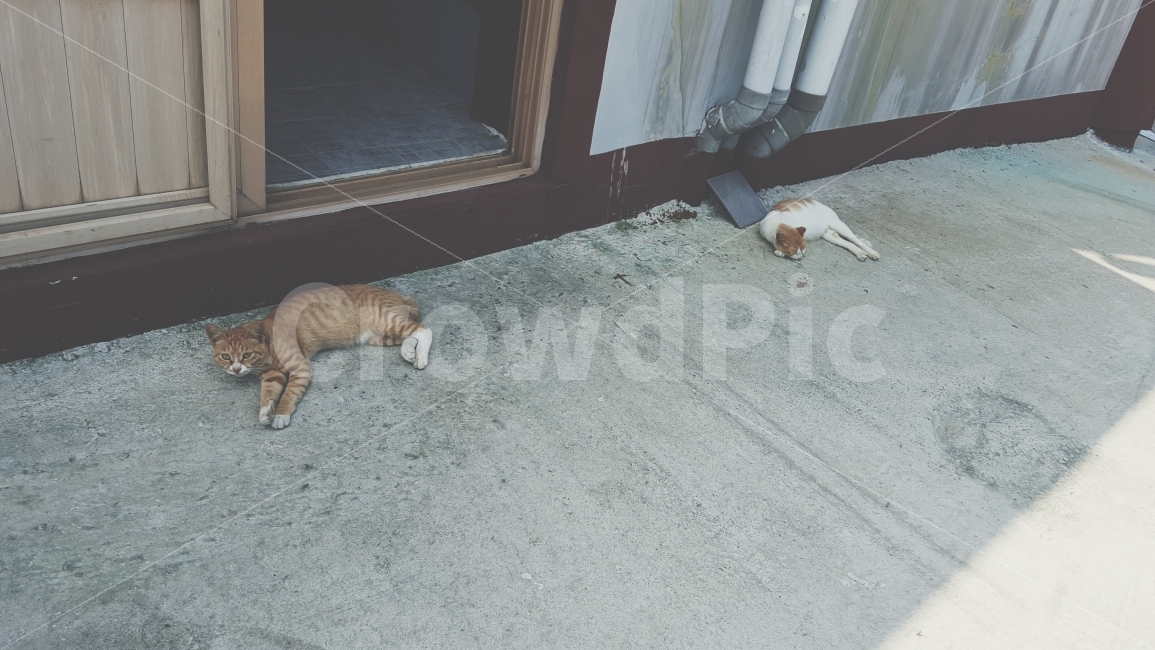 여름,더위,낮잠,고양이,폭염,절,동물,animal,고양이,cat,kitten,kitty,포유류,mammal