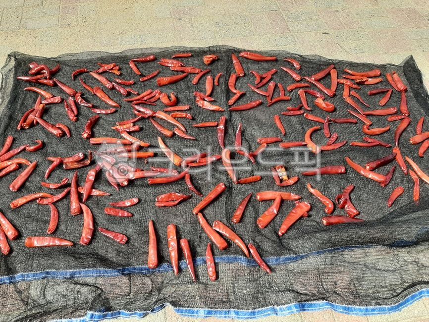 고추,건고추,빨간고추,음식,식물,채소,야채,양념,김치재료,말린고추,망사천