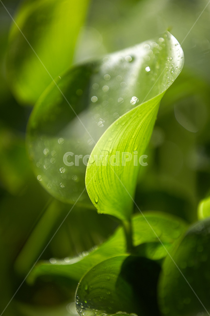 부레옥잠,잎,식물,이슬,물방울,자연,식물,자연,plants,nature