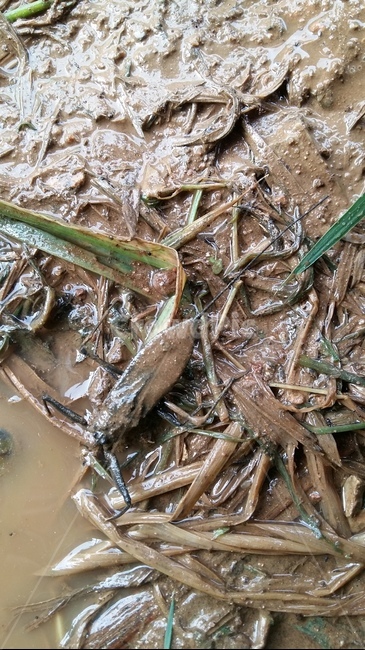장구애비,수서곤충,곤충,논생물,논생태,동물,animal,곤충,벌레,insect,bug