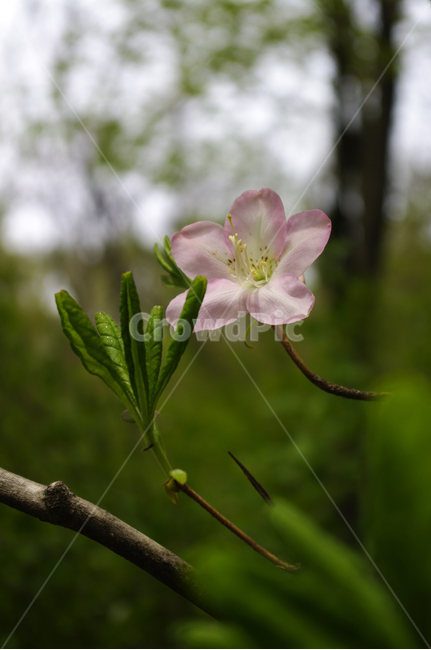 꽃,진달래,식물,flower,plant,식물,자연,plants,nature,꽃,flower