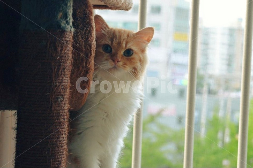 nature,Persian,cute,kitty,cheese cat,Pets,kitten,cat,yellow cat,animal,mammalia,pet