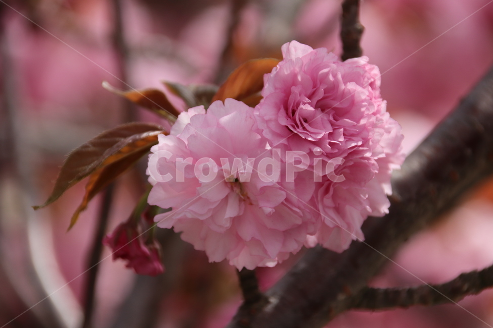 왕벚꽃,겹벚꽃,벚꽃,꽃,자연,봄,계절,spring,season,식물,자연,plants,nature,꽃,flower,plant,blossom