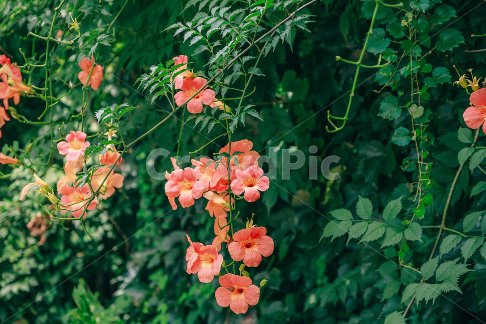 자연,식물,꽃,flower,능소화,아름다운,식물,자연,plants,nature,꽃,flower