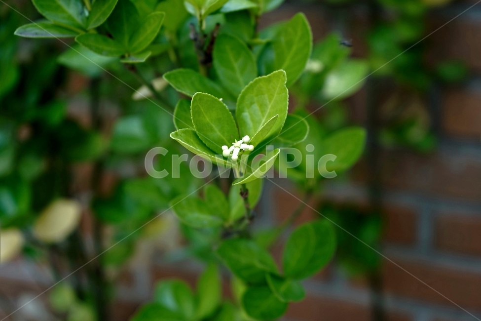 사철나무,녹색,연두색,식물,자연,사철나무꽃,잔꽃,여러해살이,spindletree,stafftree,상록관목,정원수,울타리,상록수,노박덩굴과,evergreen,raindrops,leaves