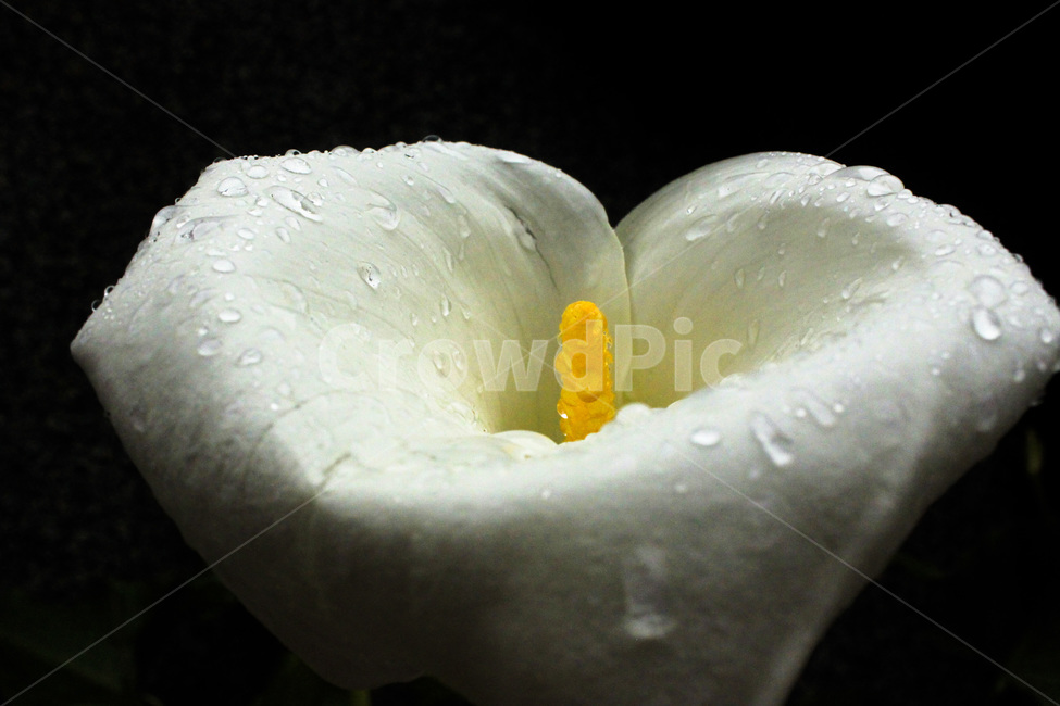 꽃,비맞은꽃,카라,풍경,비오는날,식물,자연,plants,nature,꽃,flower,비,비오는날,rain,rainy,누끼,remove background