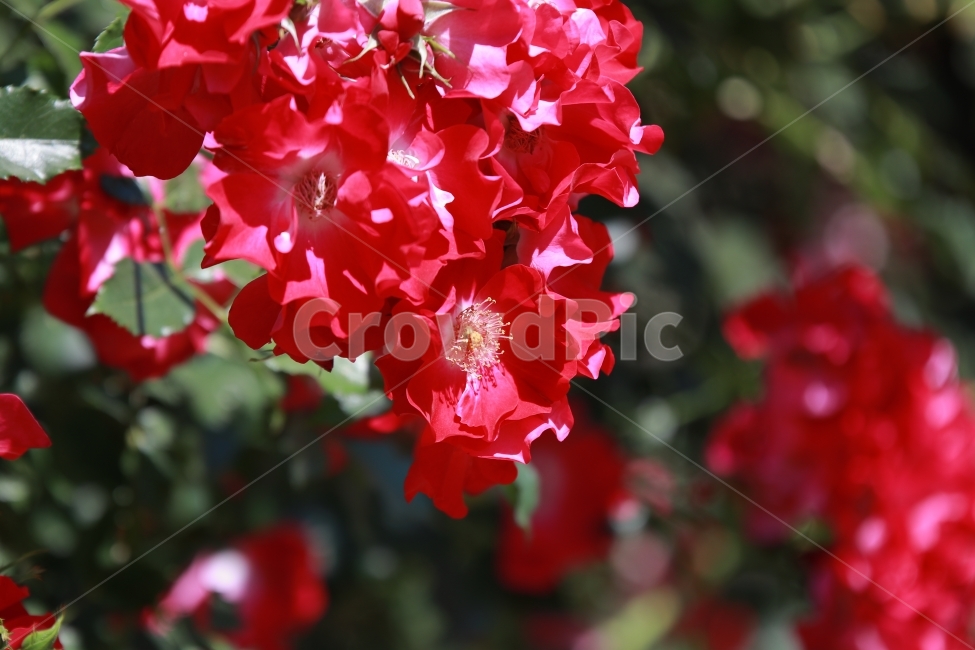 꽃,야생화,여름,장미,flower,식물,자연,plants,nature,꽃,flower