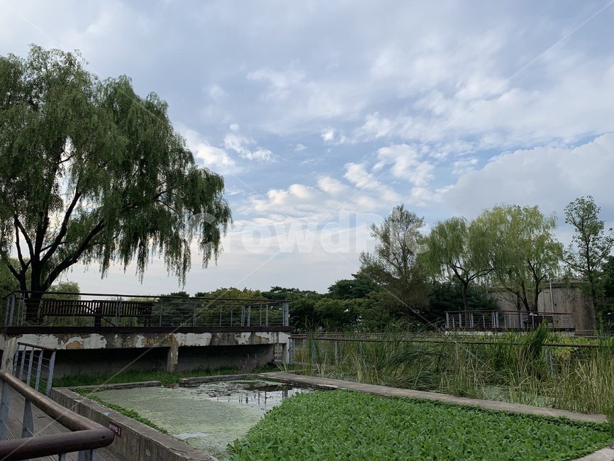 식물,tree,나무,plant,물,water,green,park,식물원,자연,nature