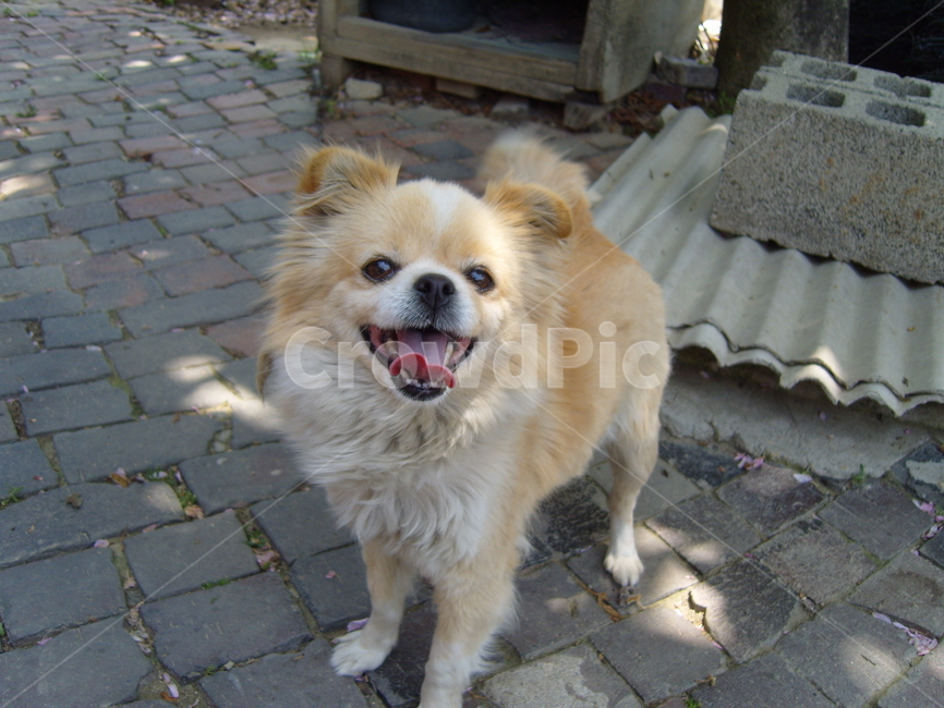 개,강아지,동물,포유류,animal,동물,animal,포유류,mammal,개,강아지,dog,doggy
