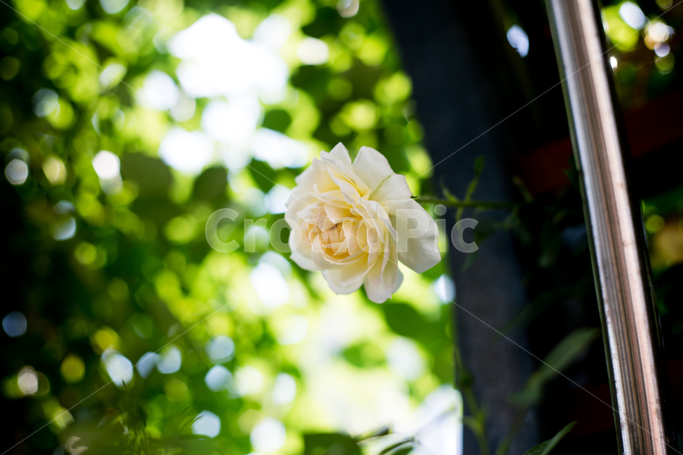 white flower,rose Festival,Rose Park,rose,flower