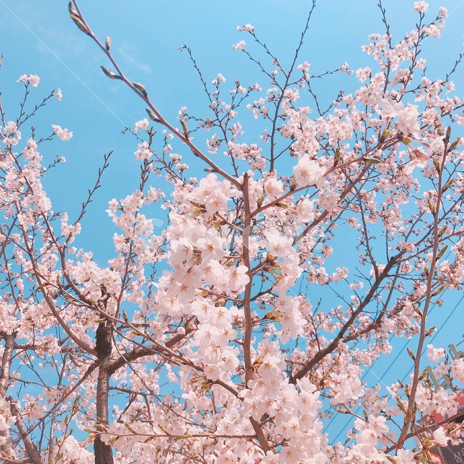 꽃,벚꽃,분홍색꽃,풍경,예쁜꽃
