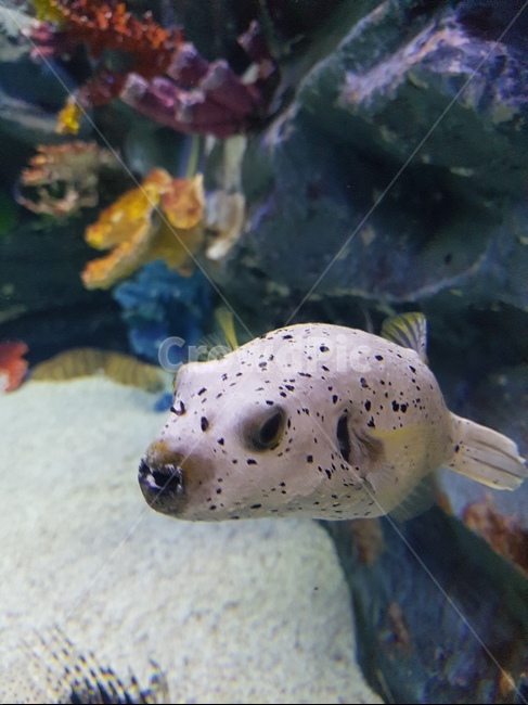 물고기,바다,수족관,아쿠아리움,fish,어류,물고기,fish