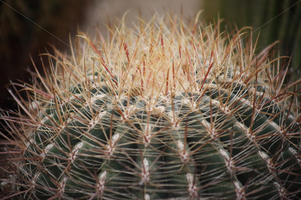 공선인장,선인장,식물,온실,cactus