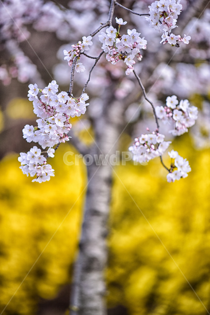 plant,식물,blossom,flower,꽃,cherryblossom,봄,계절,spring,season