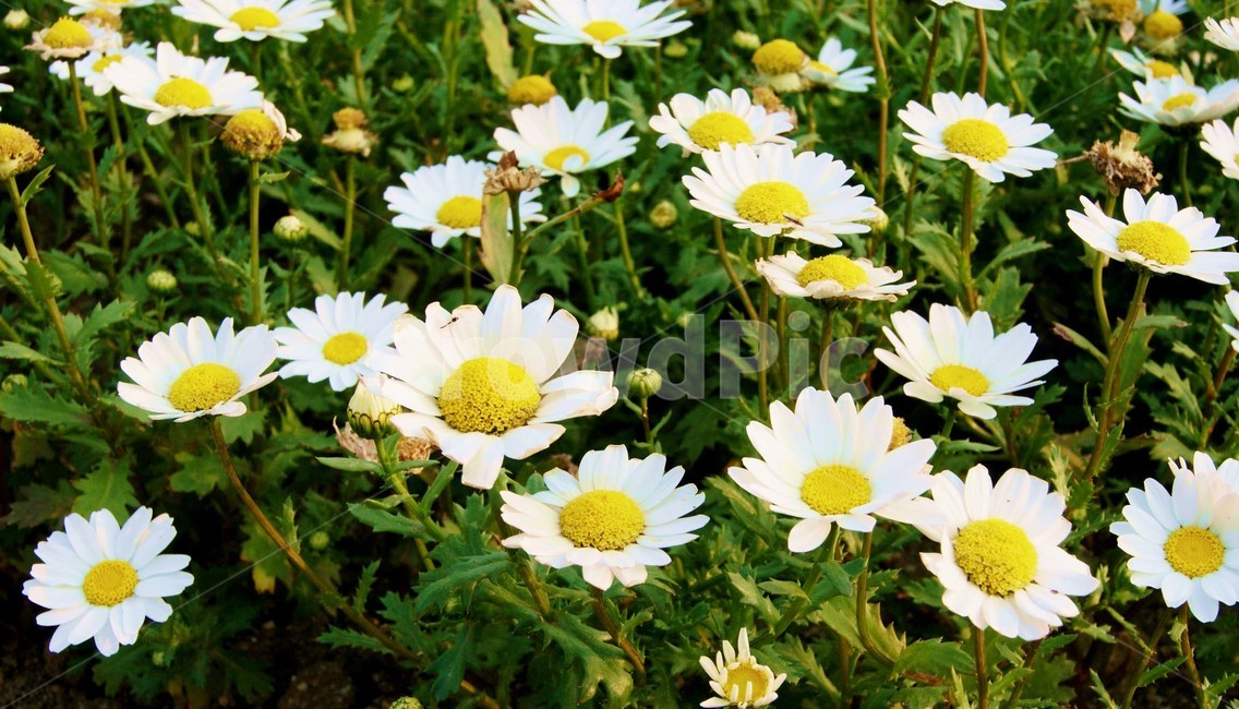 꽃,자연,식물,감성사진,여름,flower,plant,nature