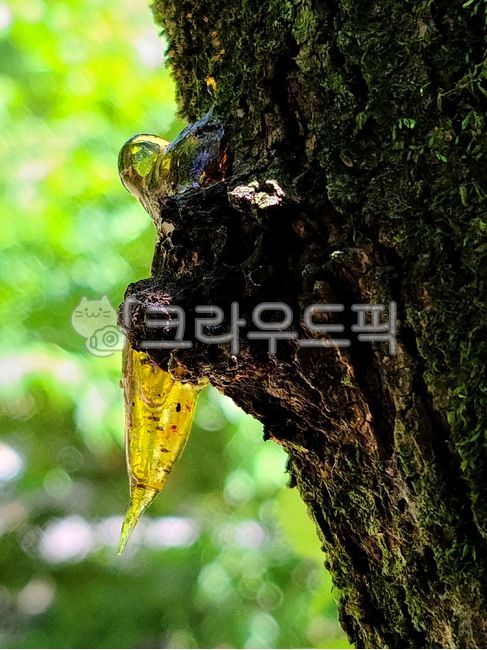 나무진,송진,산수유,보석,식물,나무,tree,plant,나무줄기