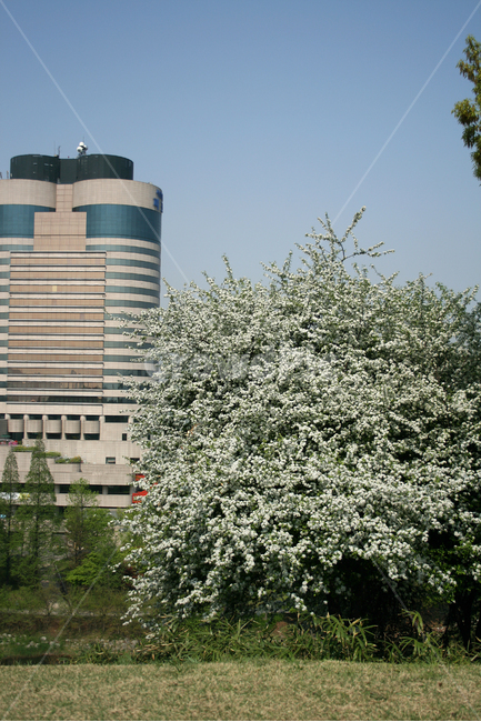 콩배나무,봄,봄날,봄풍경,감성,spring,flower,공원,풍경,식물,새싹,잎,초록,꽃,하얀,흰색,white,봄,계절,spring,season,도시,풍경,city,landscape,한국도시풍경,한국도시경관,korea cityscape,office building,사무실 건물,building,건물,tree,나무,plant