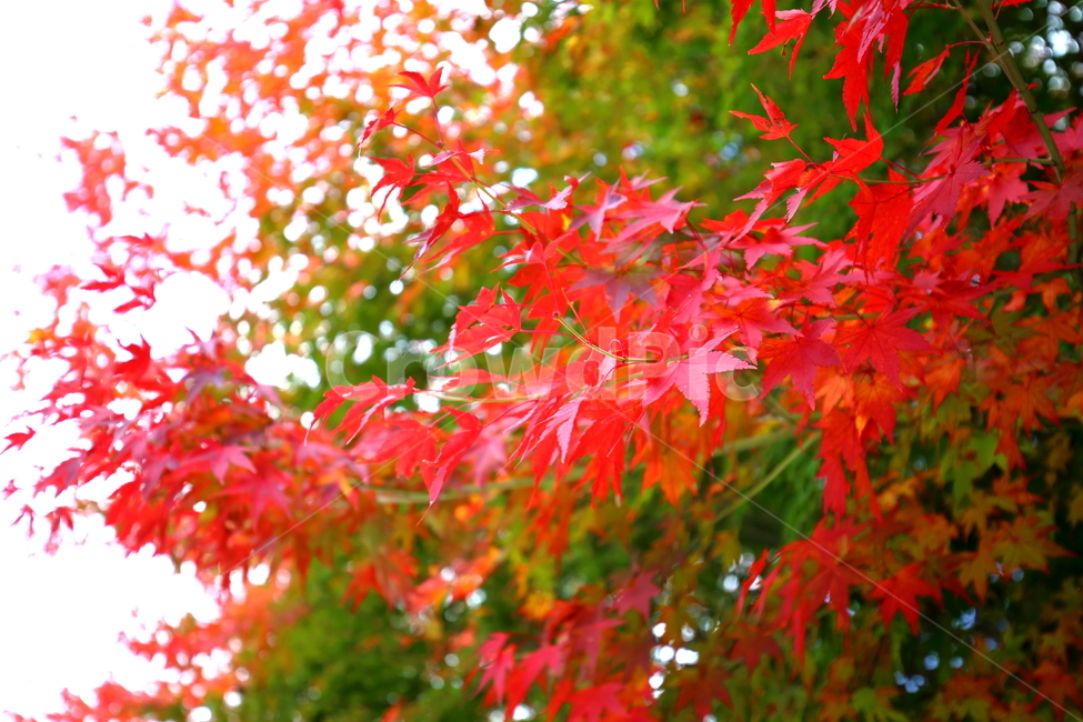 단풍,가을,풍경,낙엽,나무,붉은색,산,단풍나무,plant,식물,tree,leaf,잎,maple,단풍잎,가을,계절,fall,autumn,season