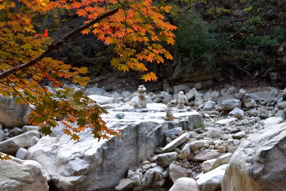 설악산,가을,단풍,풍경,백담사,구곡담계곡,수렴동계곡,계곡풍경,오색단풍,자연,스포츠,등산,산행,nature,느낌,아름다운,다큐,필,계절,디자인,힐링,명산,국립공원,순백,트레킹,단풍잎,오색,칼라풀,뷰티플,단풍터널,단풍숲,산객,등산객,그림같은,감성,절경,가을색,자연,풍경,nature,landscape,가을,계절,fall,autumn,season,plant,식물,leaf,잎,tree,나무