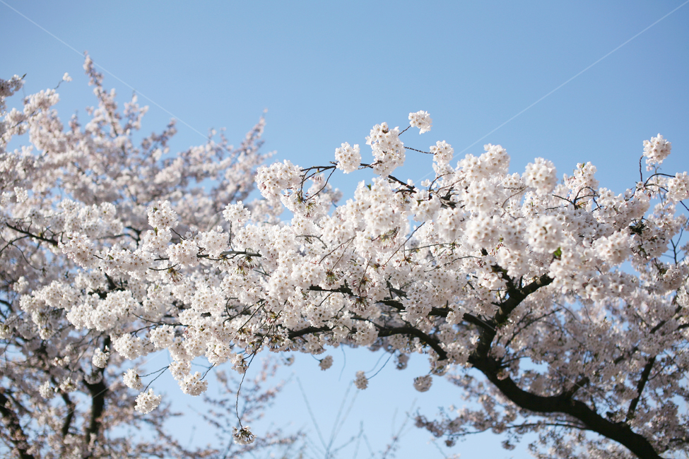 봄,계절,벚꽃,자연,풍경,봄꽃,꽃,blossom,cherryblossom,식물,plant,spring,season,nature,landscape,plants,flower