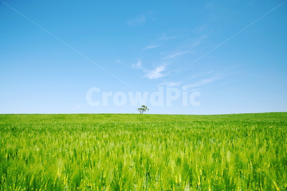 봄,청보리,푸르름,하늘,나무,여유,자연,풍경,nature,landscape,field,들,grassland,목초지,outdoors,옥외