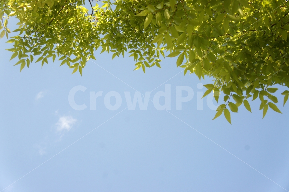 봄,자연,나무,나뭇잎,하늘,연두색,자연,풍경,nature,landscape,식물,plants,plant,leaf,잎