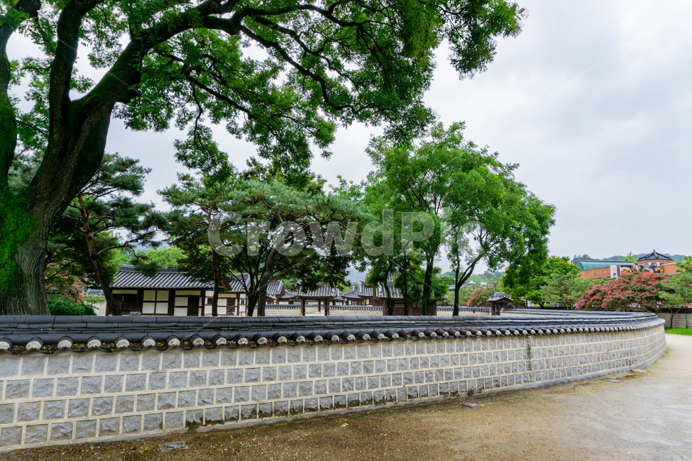 경기전,돌담,담,울타리,돌벽,stone,wall,fence,korea,traditional,architecture,전통,건축,여름,돌담길,담벼락,담벽,전주,국내,한국,tour,역사,이성계,조선,문화재,유적,문화유산,사적,tree,나무,plant,식물,한옥마을,joseon,흐린날씨,비,rain,rainy,garden,정원