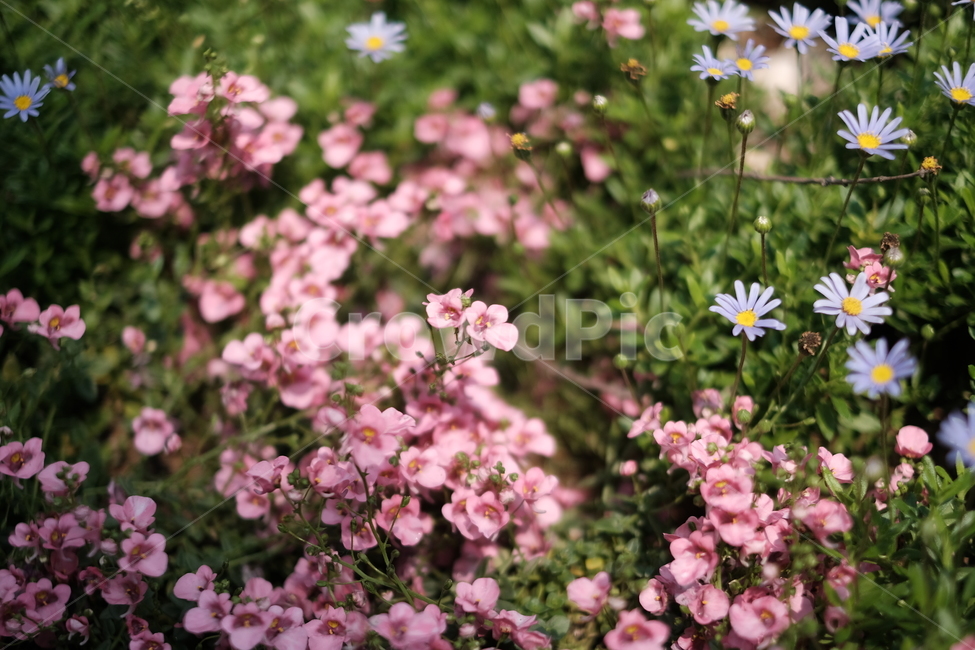 봄꽃,분홍색꽃,파란색꽃,봄,꽃,flower,파스텔톤