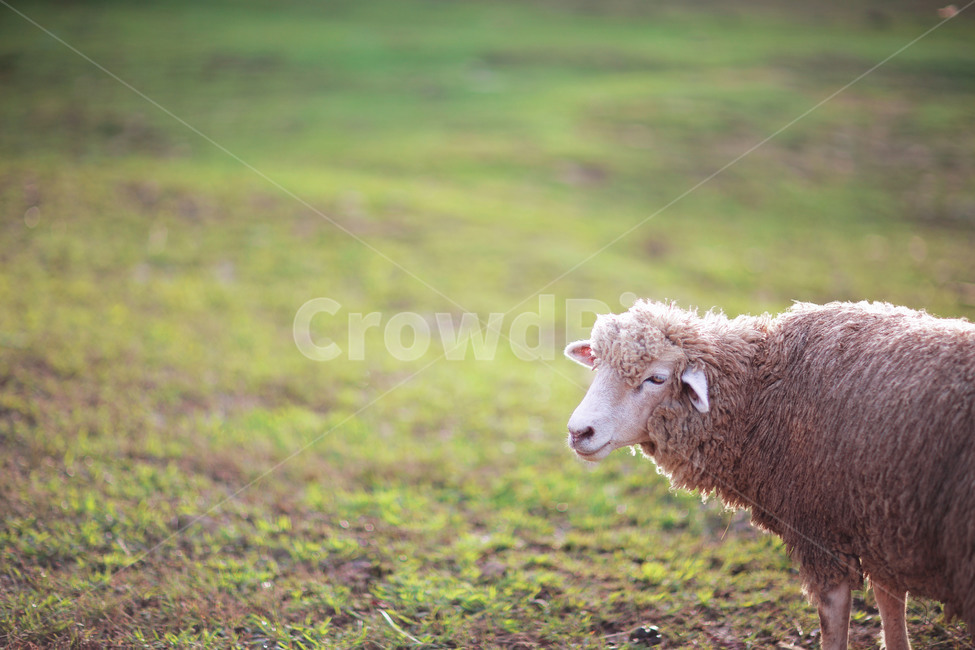 animal,동물,양,sheep,mammal,포유류,동물,animal,포유류,mammal,목축업,목장,livestock farming,ranching,pasture