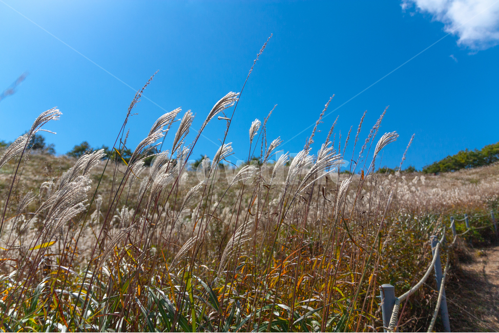 억새풀,가을산행,푸른하늘,등산,명성산,가을,계절,fall,autumn,season,plant,식물,grass,잔디