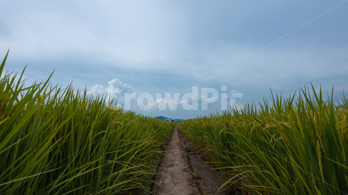 논벼,지름길,녹색,농장,창공,농업,농사,agriculture,farming,farming industry