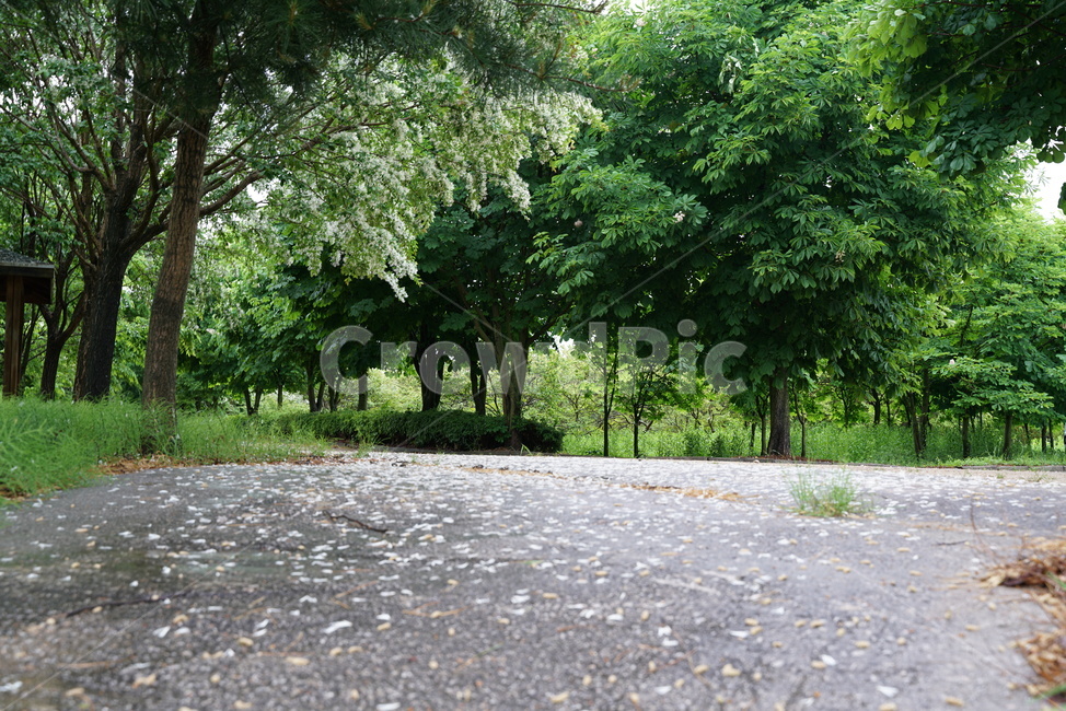Ginkgo,ginkgo tree road,landscaping tree,street trees,Garosugil,walking path