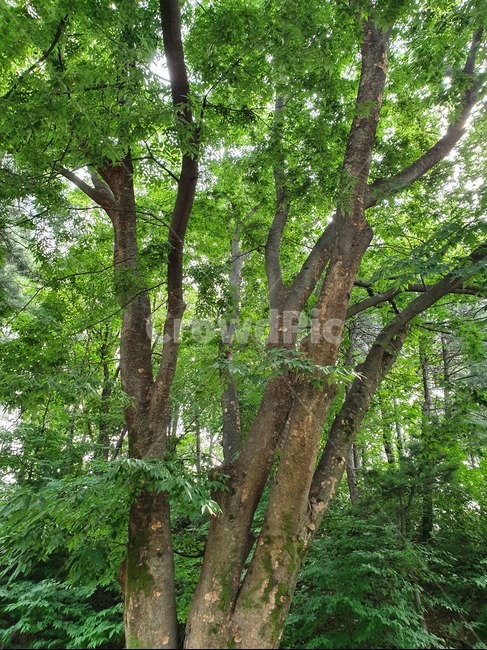 자연,풍경,숲,숲속,나무,풀,초록
