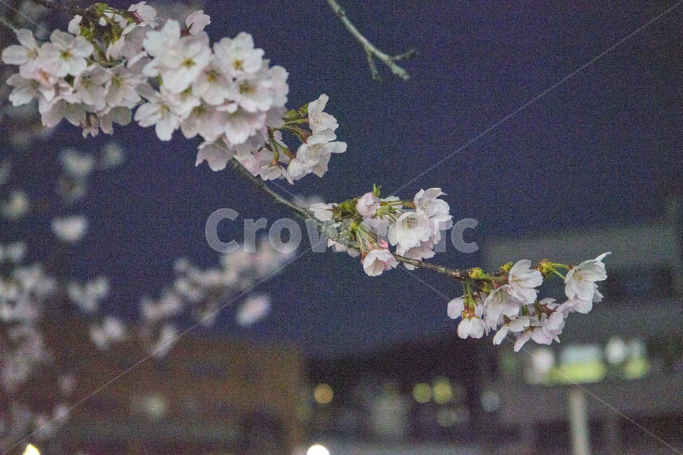 벚꽃,밤벚꽃,벚꽃놀이,봄꽃,꽃,꽃놀이