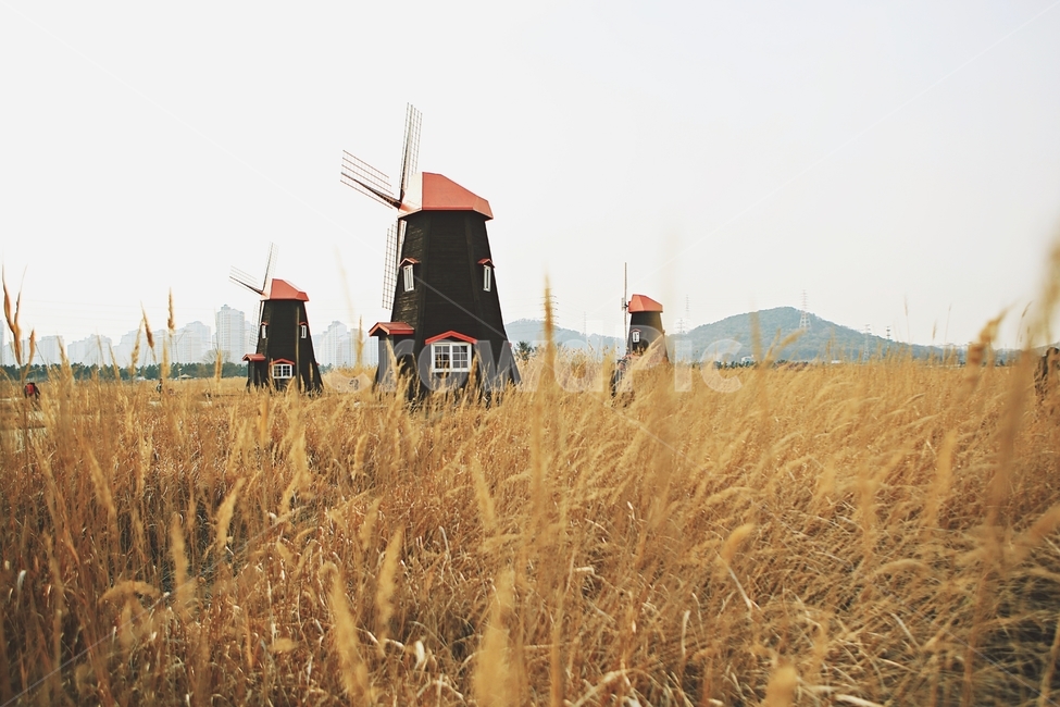 풍차,갈대,자연,배경,풍경,바람개비,자연,풍경,nature,landscape,건축물,건물외관,exterior,building,structure,architecture,construction,outdoors,옥외