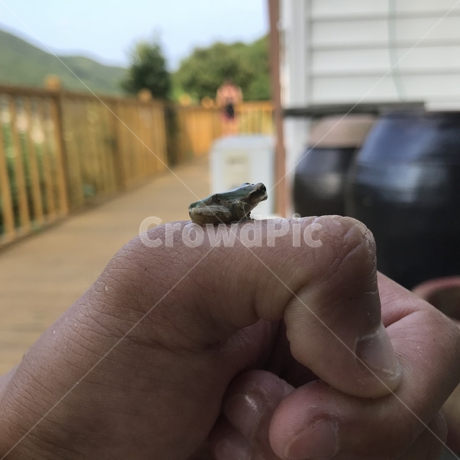 개구리,양서류,청개구리,동물,자연,동물,animal,파충류,양서류,reptile,amphibian,사람,인물,인간,human,person,신체일부,몸,body