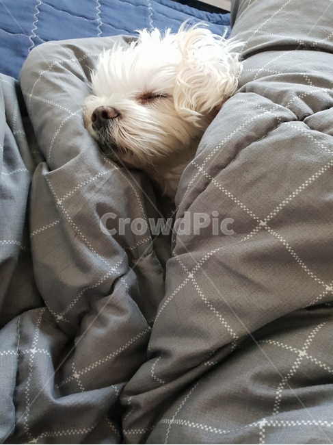 강아지,동물,개,말티즈,반려견,숙면,편안한,일상,dog,puppy,멍멍이,잠