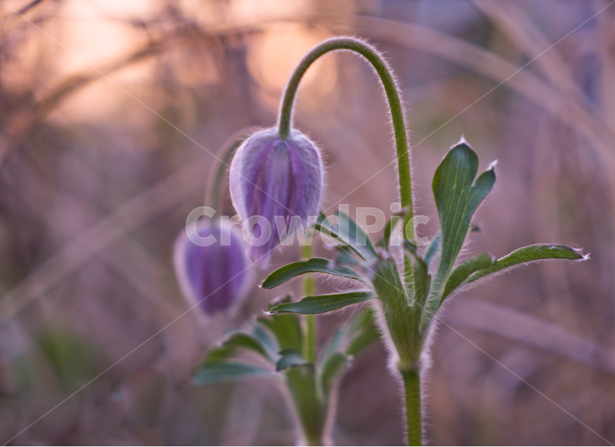 봄,뽐꽃,꽃,계절,식물,감성,자연,야생화,들꽃,식물,자연,plants,nature,꽃,flower