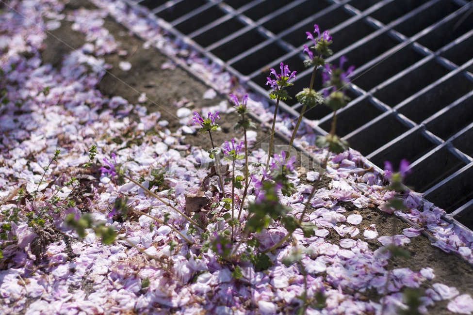 꽃,식물,나무,꽃잎,봄,flower,plant,petal,spring,식물,자연,plants,nature,꽃,flower