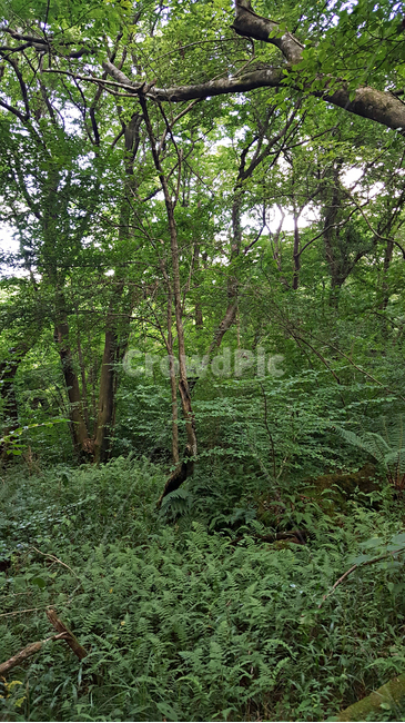 숲,나무,나뭇잎,식물,plant,tree,vegetation,초목,treetrunk,나무줄기,outdoors,옥외,woodland,삼림지,land,nature,자연,forest