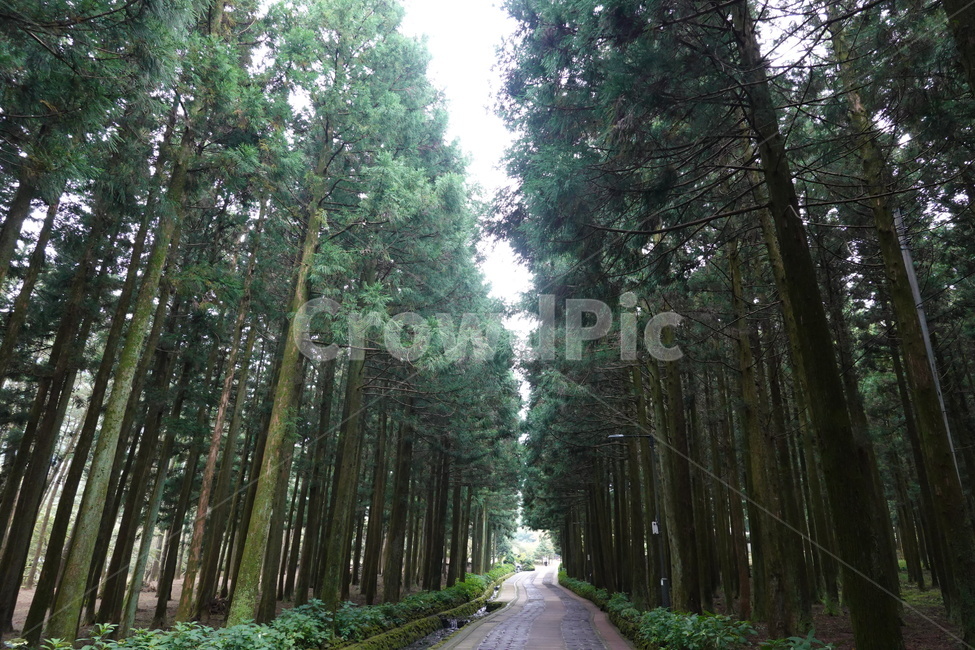 road,통로,도로,수목원,숲,작은숲,나무,캠핑