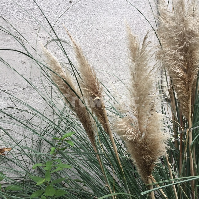 자연,풀,꽃,감성,잡초,식물,자연,plants,nature
