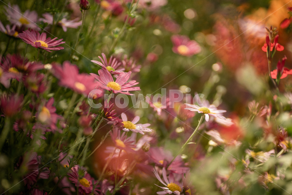 가을,햇빛,꽃,들꽃,감성,공원,봄,식물,보라색,보라,초록,식물,자연,plants,nature,꽃,flower
