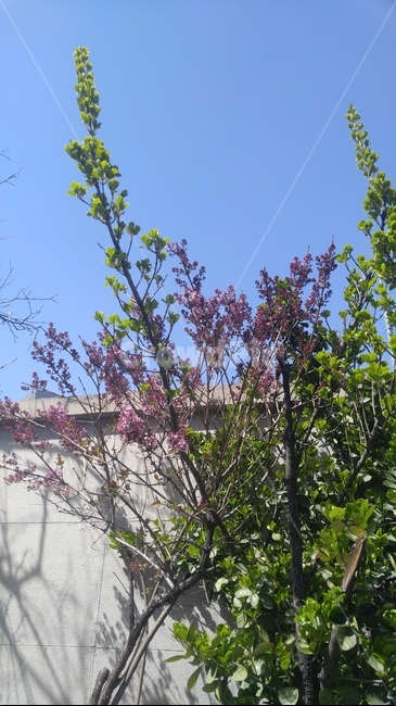자연,꽃,잎,벽,담,분홍꽃,하늘,nature,plant,wall,봄,spring,leaf,leaves,tree,sky,식물,자연,plants,nature