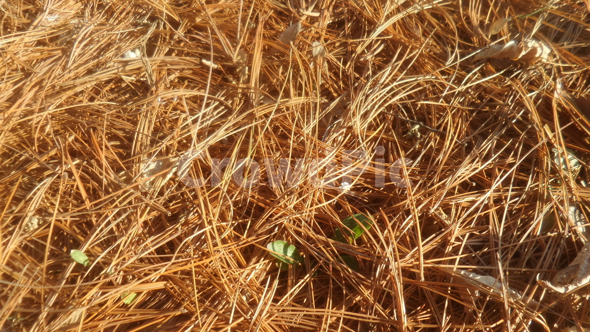 솔잎,송침,소나무잎,낙엽,송모,떨어진잎,가을,계절,fall,autumn,season,plant,식물