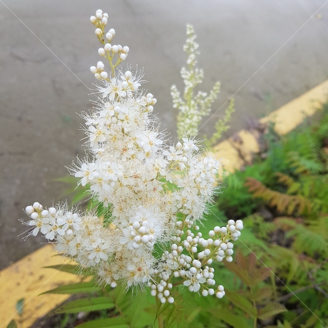 식물,vase,plant,화분,병장식