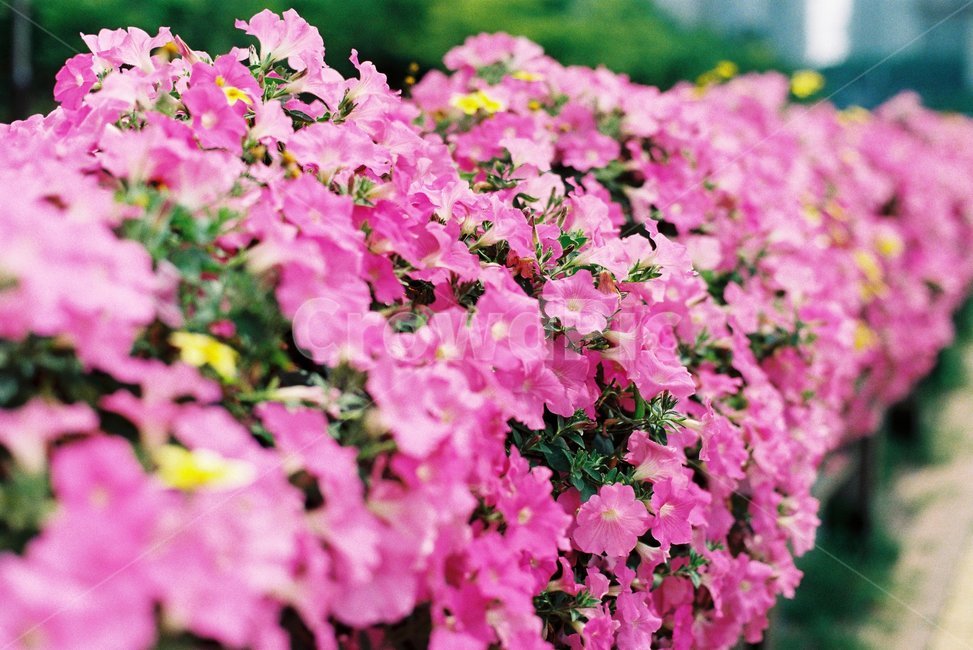 꽃,감성,필름,필카,필름사진,식물,자연,plants,nature,꽃,flower