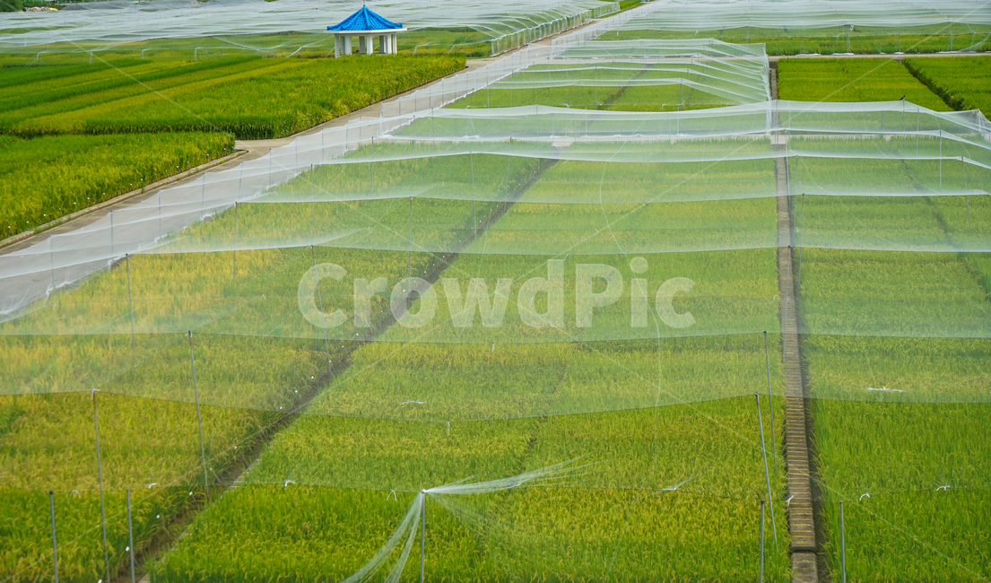 논,벼,벼농사,그물망,농사,곡식,곡류,자연,풍경,산업,industry,industrial,농업,농사,agriculture,farming,farming industry